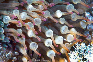 Bubbletip anemones/Photographed with a Canon 100 mm macro... by Laurie Slawson 